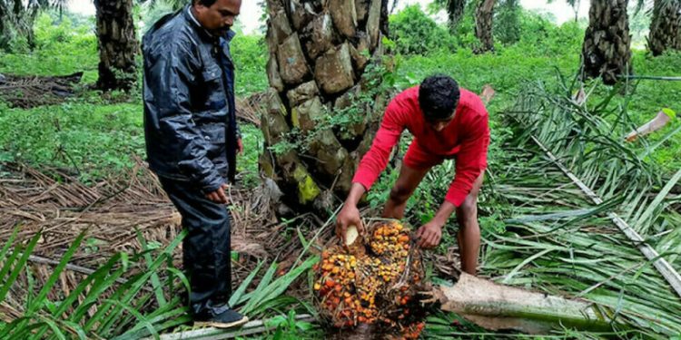 Palm oil logs sixth weekly gain, highest in two months
