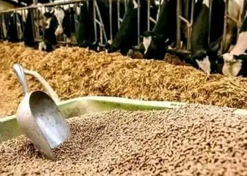 Seminar on enhancing Pakistan’s fodder export held