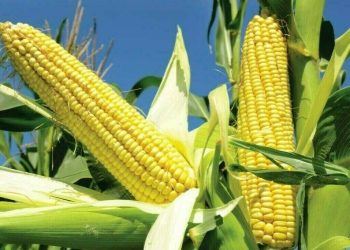 South Korea’s MFG buys 68,000 tons corn in private deal, traders say