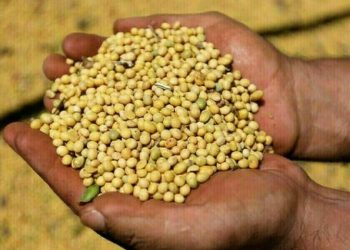 Soybeans rise on oil rally, still on track for weekly loss