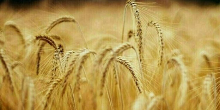 Wheat up 2-4 cents, corn up 1-3 cents, soy down 2-4 cents