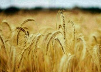 Wheat up 2-5 cents, corn down 1-3 cents, soy up 2-5 cents