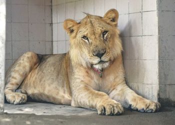Punjab govt arrests 5 people, seizes 13 lions in province-wide crackdown on illegal owners