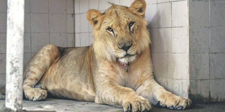 Punjab govt arrests 5 people, seizes 13 lions in province-wide crackdown on illegal owners