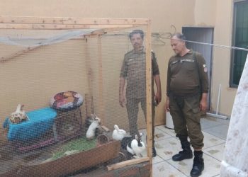 Punjab Police put a stop to ‘horrific’ animal torture case in Lahore