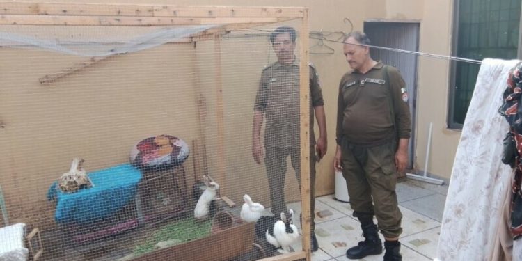 Punjab Police put a stop to ‘horrific’ animal torture case in Lahore