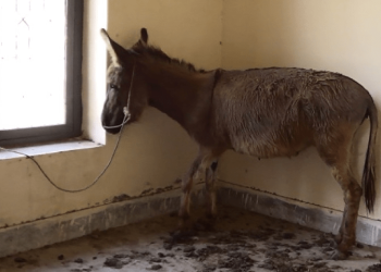 Donkey meat seized in Islamabad’s Tarnol by city’s food authority