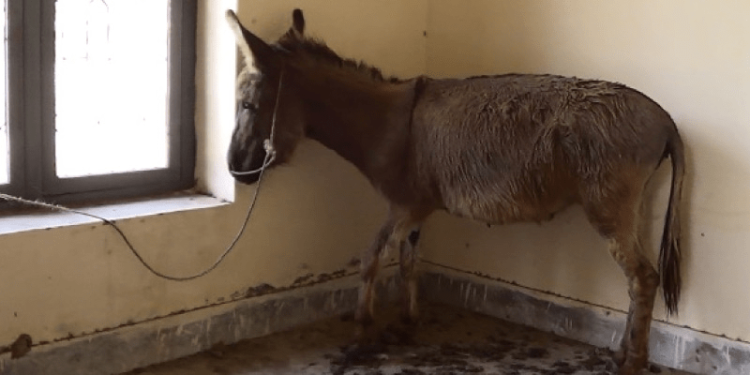 Donkey meat seized in Islamabad’s Tarnol by city’s food authority
