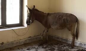 1,000kg donkey meat seized from farmhouse; foreign national arrested