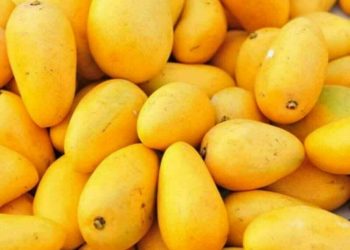 Farmers push for govt support as climate change, water shortage threaten Pakistan’s mango industry