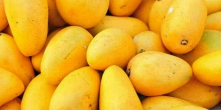 Farmers push for govt support as climate change, water shortage threaten Pakistan’s mango industry