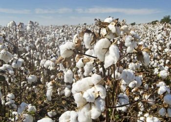 Improved business activity seen on cotton market