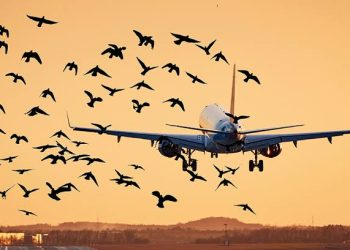 No-Bird Zones Planned at Lahore Airport for Passenger Flight Safety