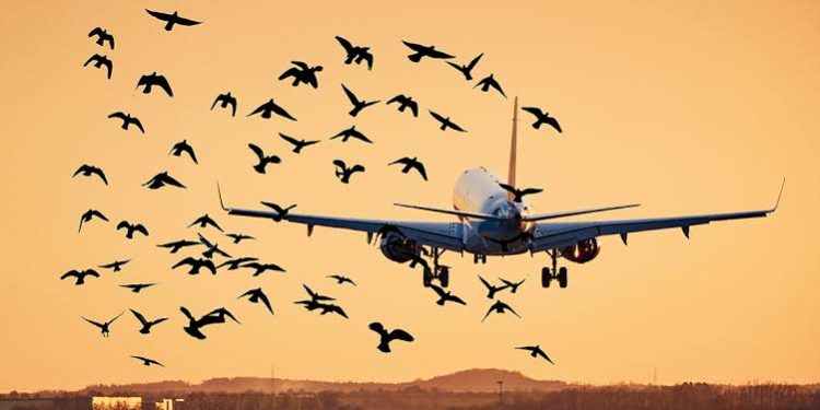 No-Bird Zones Planned at Lahore Airport for Passenger Flight Safety