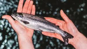 Pakistan’s Seafood Exports Jump to $465 Million in 11 Months