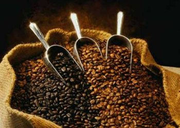 Robusta coffee recovers after hitting 16-month lows, cocoa also gains ground