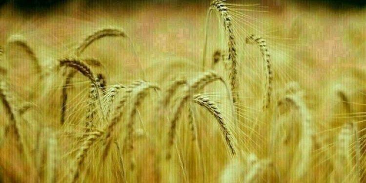 Wheat steady-down 3 cents, corn mixed, soy steady-down 5