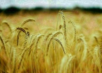 Wheat steady-down 5 cents, corn down 1-4, soy mixed