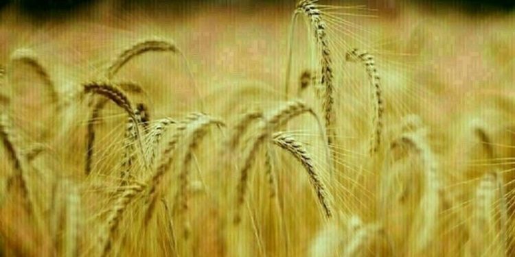 Wheat steady-down 5 cents, corn down 1-4, soy mixed