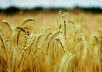 Wheat steady-up 2 cents, corn up 4-5, soy up 7-11