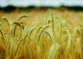 Wheat steady-up 6 cents, corn steady-down 2, soy down 1-7