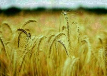 Wheat up 7-10 cents, corn up 3-6, soybeans up 8-12