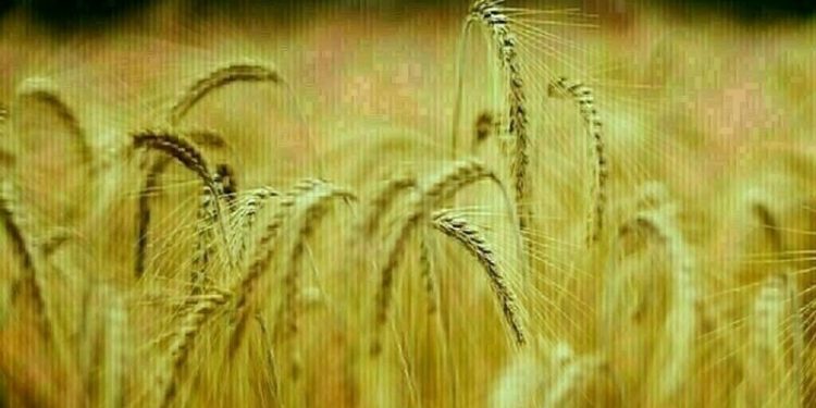 Wheat up 7-10 cents, corn up 3-6, soybeans up 8-12