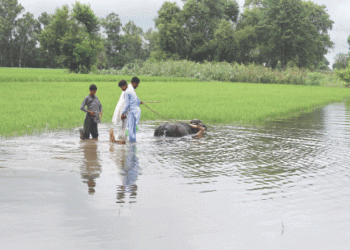 Monsoon wreaks havoc on  Punjab’s rural economy