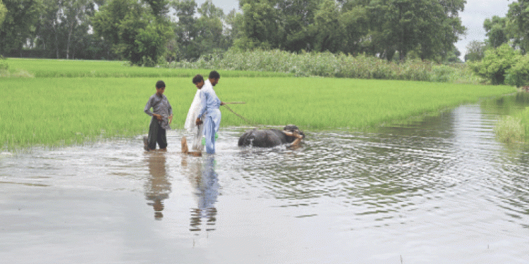 Monsoon wreaks havoc on  Punjab’s rural economy