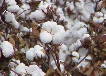 Call to accelerate research activities on non-BT cotton varieties