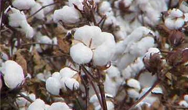 Call to accelerate research activities on non-BT cotton varieties