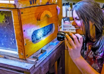 the farm babe michelle miller shines a flashlight into a box of bees at walker farms in north fort myers florida photo reuters