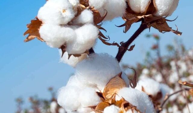 Firm trend on cotton market