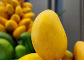Pakistan Mango Festival Lit Enthusiasm in Beijing