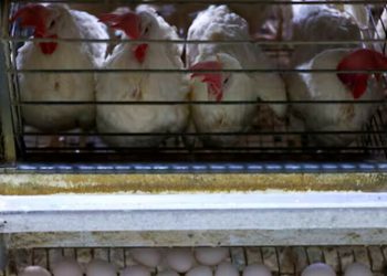 Saudi Arabia, Chile to resume poultry imports from Brazil, memos say