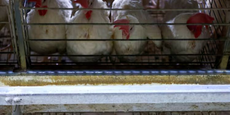 Saudi Arabia, Chile to resume poultry imports from Brazil, memos say