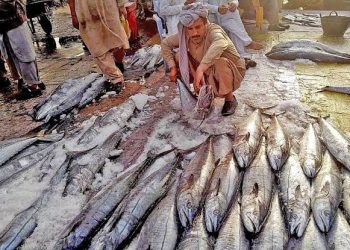 US Approves Pakistan’s Seafood Exports for Next 4 Years