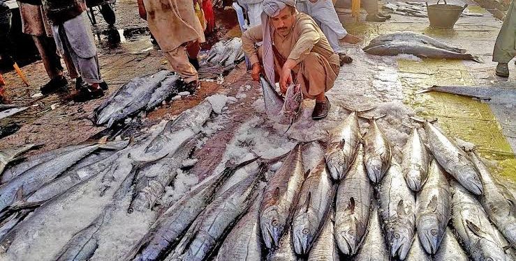 US Approves Pakistan’s Seafood Exports for Next 4 Years