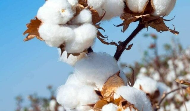 Weekly Cotton Review: Prices swing wildly