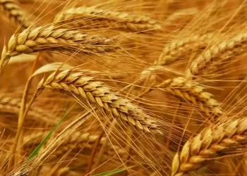 Wheat down 5-6 cents, corn down 1-2, soy steady-down 1