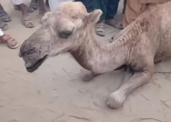 Female camel tortured after ‘destroying crops’ in Sukkur handed over to Karachi shelter