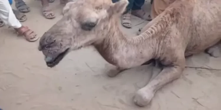 Female camel tortured after ‘destroying crops’ in Sukkur handed over to Karachi shelter