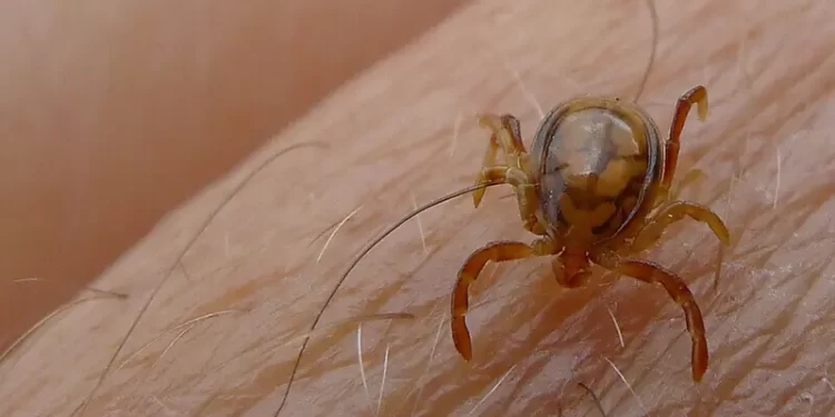 Karachi records 5th Congo fever death of the year: Sindh health dept