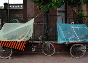 Bangladesh battles rising tide of dengue and chikungunya