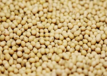 Chicago soy, corn head for weekly losses on US harvest pressure