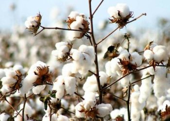Cotton arrivals edge higher but extreme weather clouds production outlook - Business & Finance