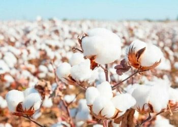 Cotton sector development: Sino-Pak private sector players join hands