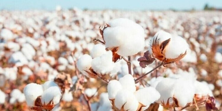 Cotton sector development: Sino-Pak private sector players join hands