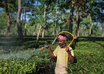 Drier weather threatens India’s tea exports, global supply