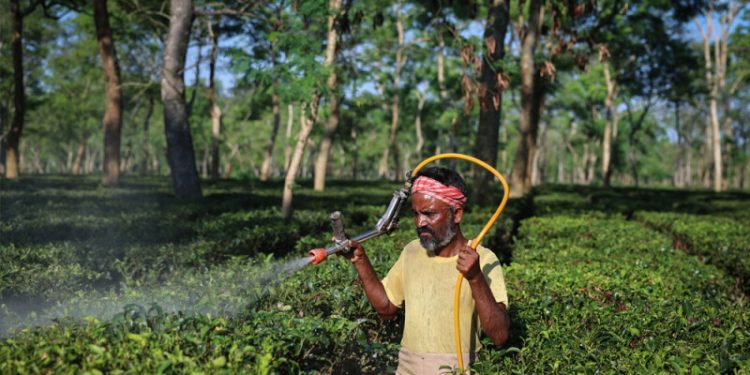 Drier weather threatens India’s tea exports, global supply